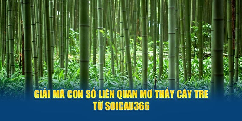 Giải mã con số liên quan mơ thấy cây tre từ Soi cầu 366