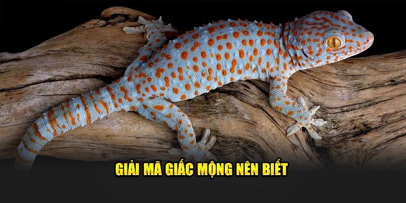 Giải mã giấc mộng mơ thấy tắc kè nên biết