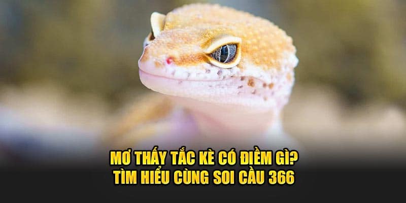 mơ thấy tắc kè đánh con gì? tìm hiểu cùng soi cầu 366