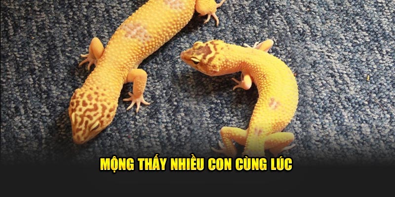 Mộng thấy nhiều con tắc kè cùng lúc