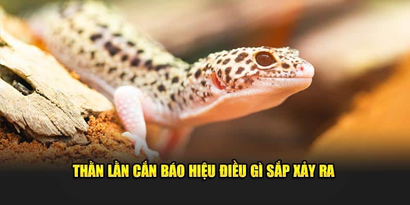 Thằn lằn cắn báo hiệu điều gì sắp xảy ra