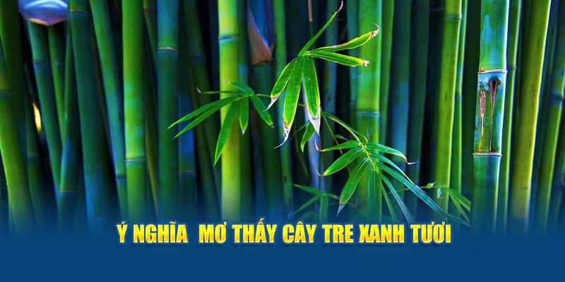 Ý nghĩa khi mơ thấy cây tre xanh tươi 