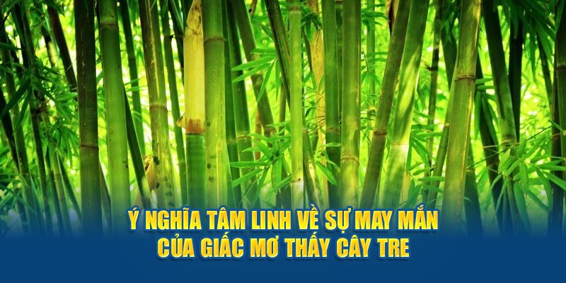 Ý nghĩa tâm linh về sự may mắn của giấc mơ thấy cây tre